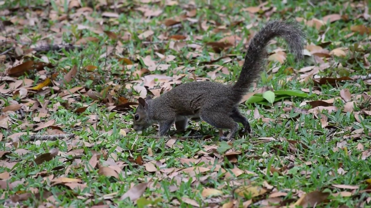 Neighborhood Squirrels 1 YouTube