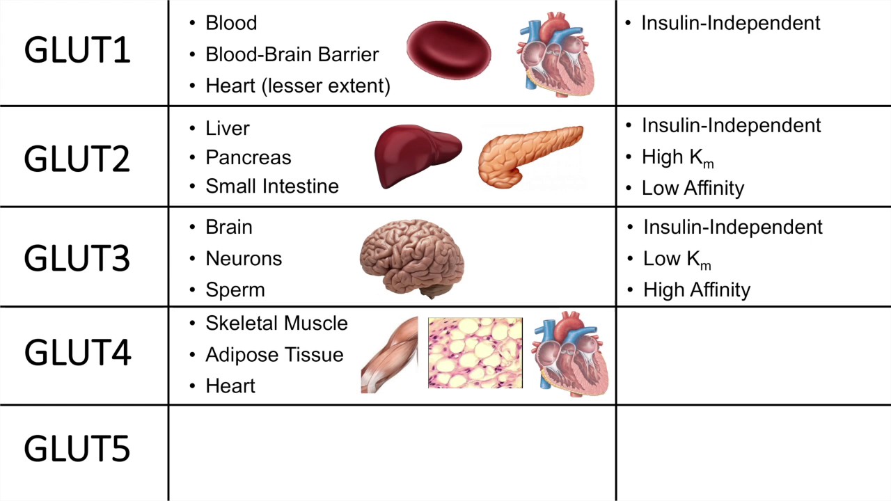 Glucose receptors