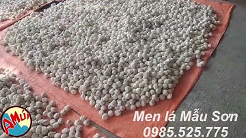 Men lá của người Dao nấu rượu thơm ngon không đau đầu