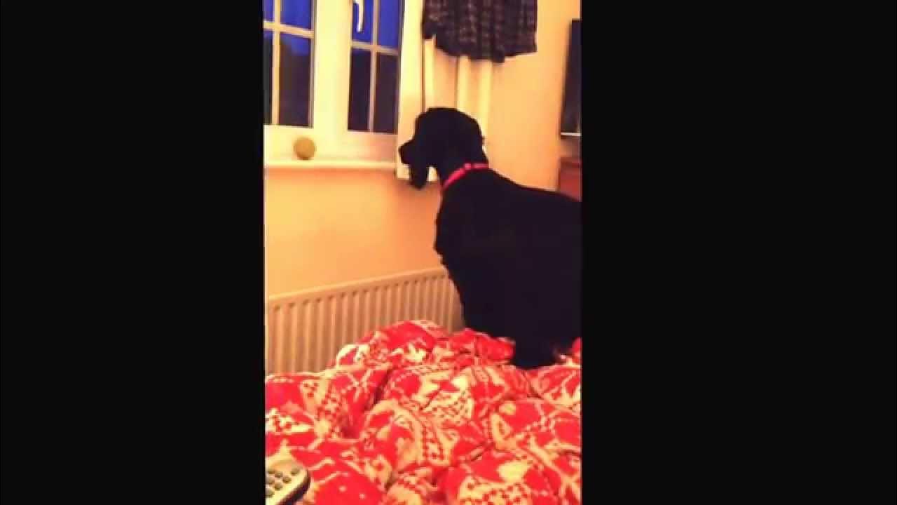Dog falling off bed YouTube