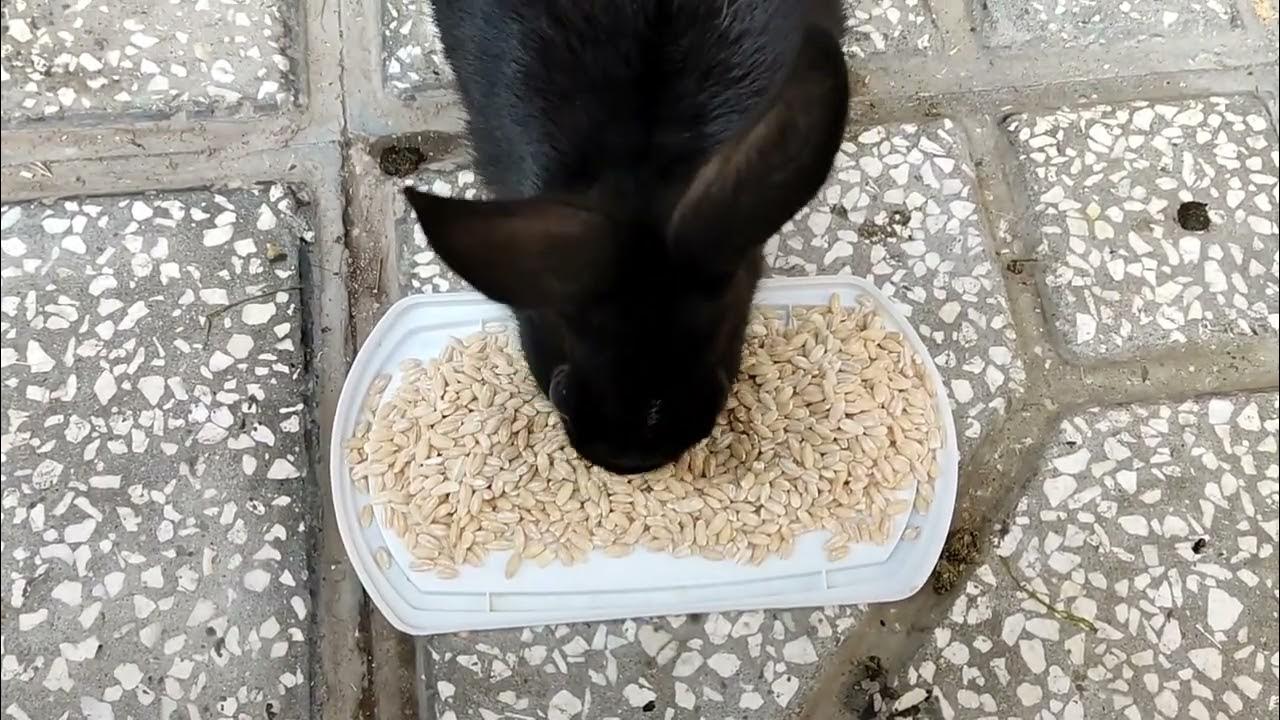 Can rabbits eat oats? YouTube