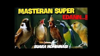 MASTERAN MURAI BATU SUPER EDAN FULL KASARAN DAN BESETAN TAJAM