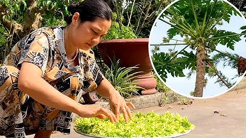 HOA ĐU ĐỦ ĐỰC Khô Có Công Dụng Trong Điều Trị Bệnh Như Thế Nào! Và Đối Với Sức Khỏe