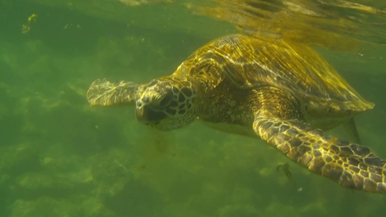 Snorkeling with turtles at the Hilton Waikoloa Village YouTube