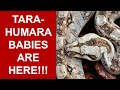 Baby Tarahumara Mountain Dwarf Boas are Born!