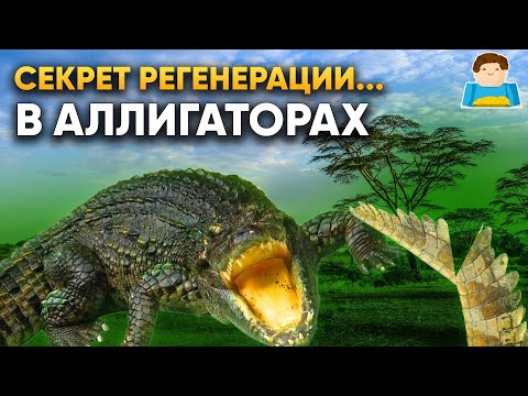 Секрет регенерации кроется в аллигаторах! | Plushkin