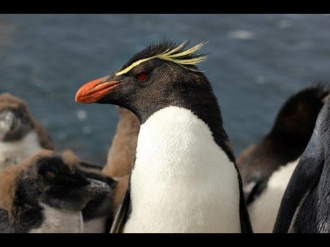 பால்க்லாந்து தீவுகள் - வனவிலங்குகள் மற்றும் பாரம்பரியம்