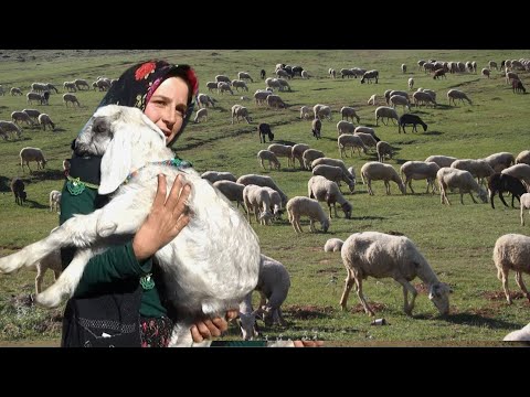 Keçi Çobanı Yörük Kadını Özgül'ün Hayvan Sevgisi  ve  Oğlakları  @anadolurenkleri