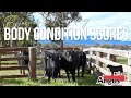 Collecting mature cow body condition scores