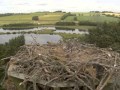 Further Buzzard Attack Witnessed On Osprey Nest