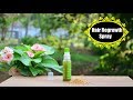 Kalonji & Methi (Fenugreek) Hair Regrowth Spray For Bald Spots & Thinning Hair !!!