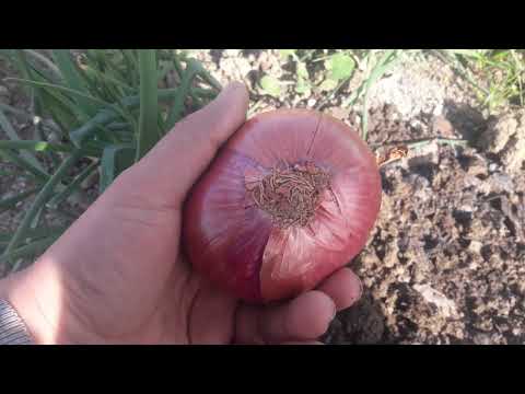 انتاج بذور البصل و طريقة اكثاره و انتاجه بطريقة احترافية و عالمية