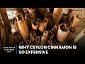 Why ceylon cinnamon is so expensive  so expensive
