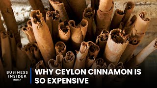 Why Ceylon Cinnamon Is So Expensive | So Expensive Resimi