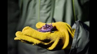 Центр реабилитации рукокрылых Фельдман Экопарк спас летучих мышей в одной из многоэтажек Харькова