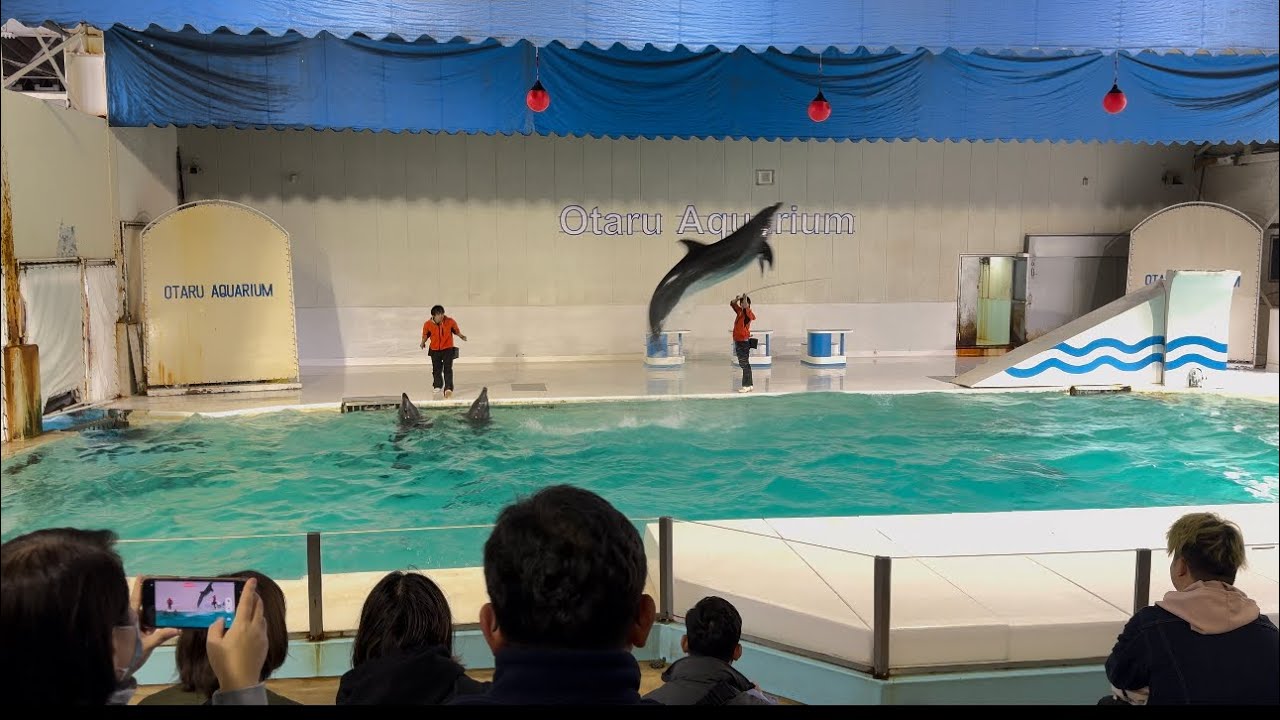OTARU AQUARIUM HOKKAIDO sansarvlog x8v YouTube otaru-aquarium-hokkaido-sansarvlog-x8v-youtube