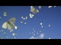 Migración de mariposas 23.01.2018