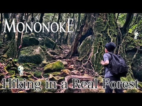 Yakushima Island #5🇯🇵 Hiking in the REAL Princess Mononoke Forest (Shiratani Unsuikyo)! Japan vlog