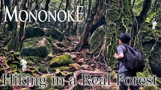 Yakushima Island #5 Hiking in the REAL Princess Mononoke Forest (Shiratani Unsuikyo)! Japan vlog
