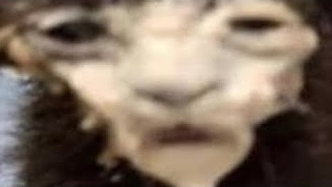 (Part 1) Duck Duck clicker