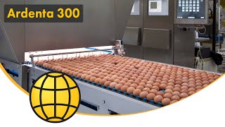 Egg Packing Machine (Egg grading) - The Egg Grader: SANOVO Ardenta 300 - Egg packed into cartons