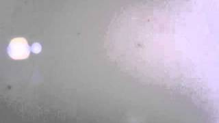 幼生8日目20101031.avi