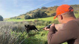 Hunting Wild Boar: PART 8-Season 2024 ||  - KHEMISSET