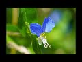 坂本冬美 蛍草