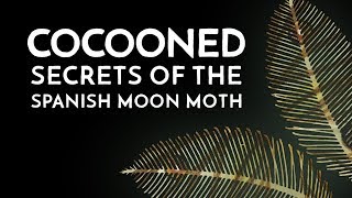 Cocooned  Secrets of the Spanish Moon Moth  Documentary