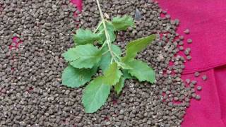Pankaj Oudhias Healing Herbs Diabetes Mellitus Type 2 With Dry Orgasm. Hf-701