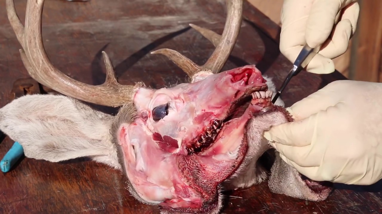 HOW TO CLEAN A COUES DEER SKULL & HUNT 