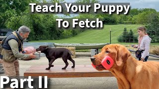 Teach Your Puppy To Fetch Part Two | Labrador Retriever Puppy Training Session