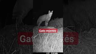 🐈 Gato Montés