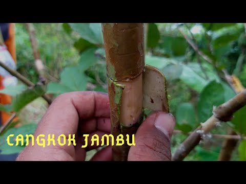  Cara cangkok pohon jambu