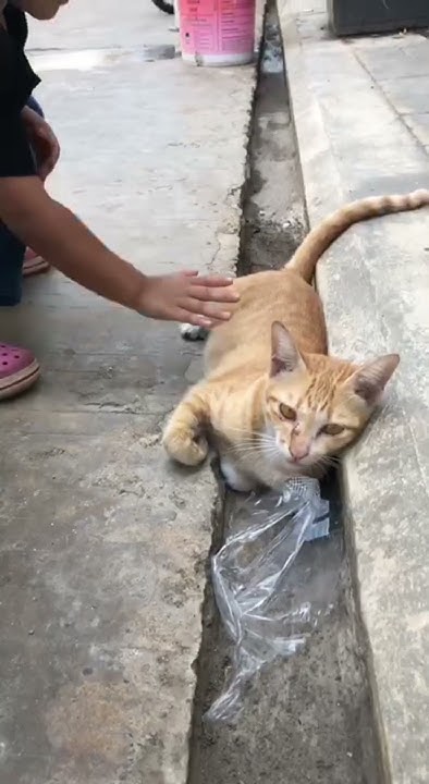 How To Save Cat Life shorts YouTube how-to-save-cat-life-shorts-youtube