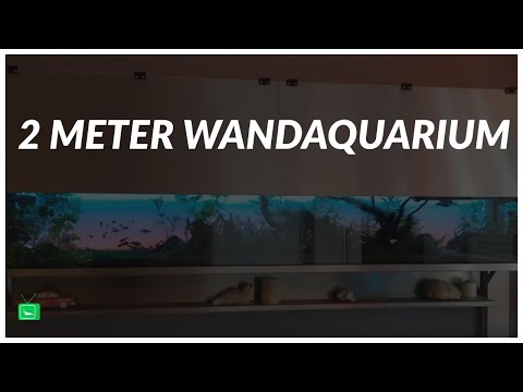 Video: So Wählen Sie Ein Wandmontiertes Aquarium Aus