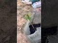 Bonanza Patio Peach Tree #shorts #vlog #garden #gardening