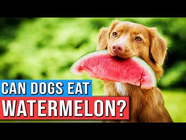 Feeding Canines: Watermelon Rinds - A Refreshing or Risky Snack? 3 sddefault