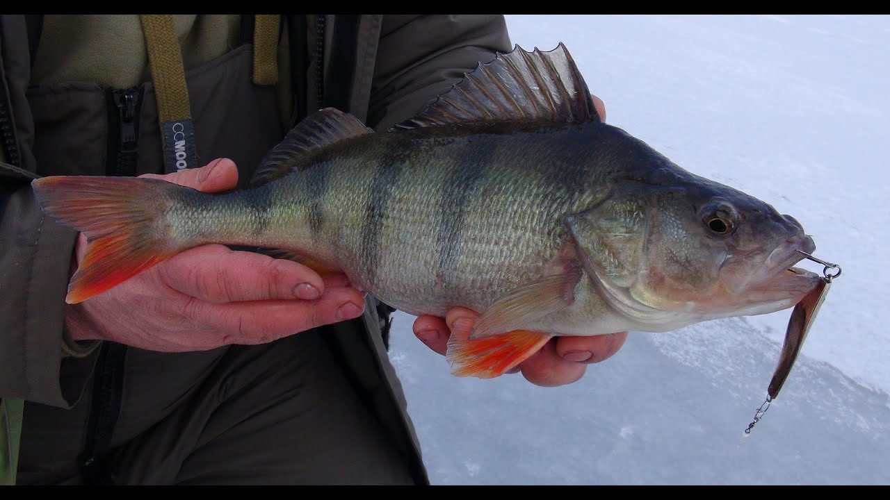 Apie žūklę 2014 02 14. Poledinė ešerių žūklė blizgute.