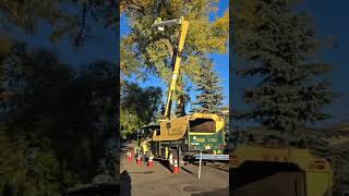 Bartlett Tree Experts Decorate Kitamba Trees at Wilder Institute/Calgary Zoo