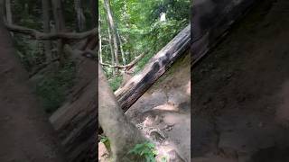 Very Rugged Trail 9 At Turkey Run Park