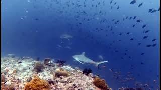 Rasdhoo Madivaru Corner