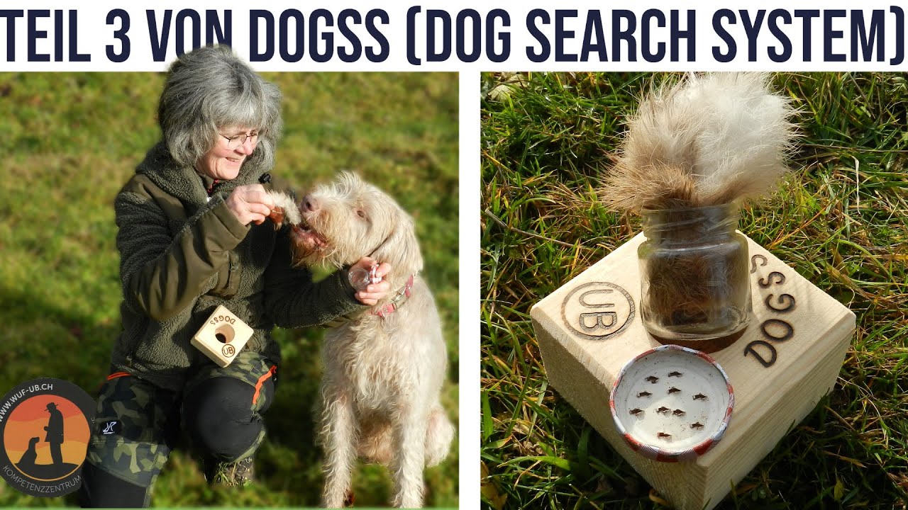 Die genialste Erfindung um Hunde gesund auszulasten | Hundeschule U.B.