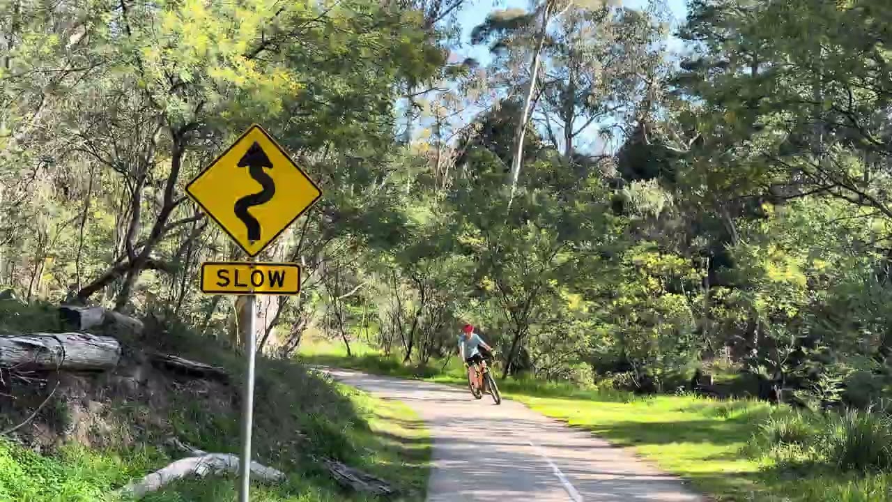 4K[Scenery],Pear blossoms and Golden wattle flowers blooming forest path,Yarran Dheran林中小径白色梨花和金合欢花