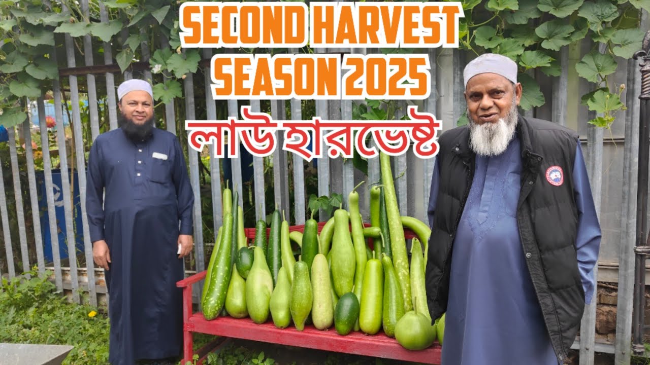 Second harvest of the season 2025 ৩৮টি বাংলা কদু হারভেষ্ট করলাম ।