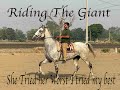 Riding mare karam of karamaati blood line of nihangs