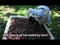 Watch The Journey of a Washington Cherry from the Tree to the Package