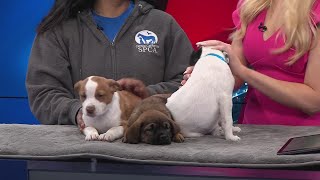 Pet Place: Three puppies in studio!