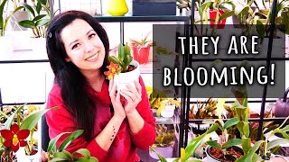 Buds and blooms on new Orchids after 6 months! - Orchid Haul Season 4 Update