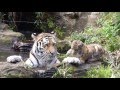 トラの赤ちゃん ケイスケ池ぽちゃでお母さんにやつあたり　Amur tiger cub complains about his mother